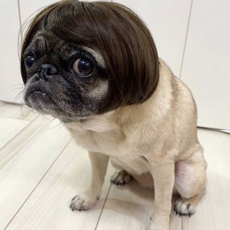 French Bulldog Meme, My Bae, Baby Pugs, New Haircut, Funny Photography, Pugs Funny, New Haircuts, Instagram Repost, Mood Pics