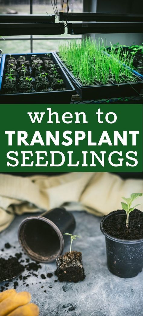 When To Transplant Seedlings, Starting Plants From Seeds, Cucumber Seedlings, Transplanting Plants, Growing Seedlings, Seedlings Indoors, Veggie Gardens, Tomato Seedlings, Future Garden