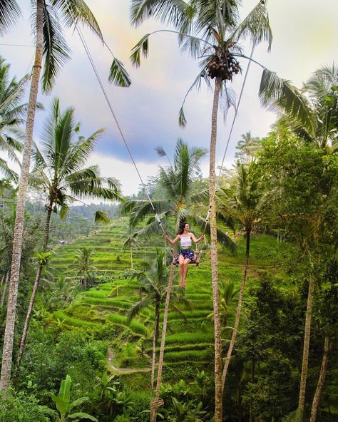 5 Day Ubud Itinerary - My Curly Adventures Bali Swing, Bali Travel Photography, Bali Bucket List, Bali Guide, Bali Holidays, Bali Travel Guide, Bali Island, Rice Terraces, Ubud Bali