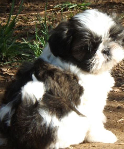 Toy Shih Tzu, Toy Puppies For Sale, Shih Tzu For Sale, Teacup Shih Tzu, Shih Tzu Grooming, All Breeds Of Dogs, Fudge Recipes Easy, Best Brushes, Brush Type