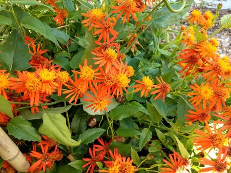 Mexican Garden Ideas, Mexican Flame Vine, Flame Vine, Southwest Landscaping, Mexican Garden, Vine Trellis, Habitat Garden, Butterfly Plants, Monarch Butterflies