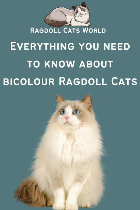 A Bicolor Ragdoll has an inverted and symmetrical V mask marking on its face. The color on a Bicolor Ragdoll is restricted to its ears, tail, mask and ‘saddle’ area. Its legs and feet are all white, along with its chin, chest and underside area. The Bicolor Ragdoll will usually have pink paw pads and nose leather. Lynx Ragdoll, Bicolor Ragdoll, Ragdoll Cat Colors, Ragdoll Cat Breed, Most Popular Cat Breeds, Domestic Cat Breeds, Cat Patterns, Ragdoll Kittens, Cat Images