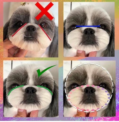 Creative Grooming Dogs, Dog Grooming Shed Salon, Shitzu Dogs Haircuts, Dog Grooming Shih Tzu, Dog Grooming Diy, Pet Grooming Business, Perro Shih Tzu, Chien Shih Tzu, Shitzu Dogs