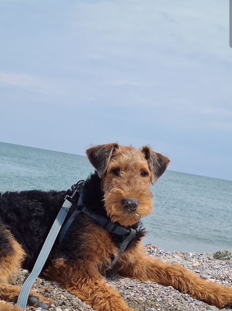 Airedale Terrier Puppy, Airdel Terrier, Airedale Terrier Puppies, Airedale Dogs, Every Dog Breed, Airedale Terriers, Beautiful Dog Breeds, Welsh Terrier, Dogs Breeds