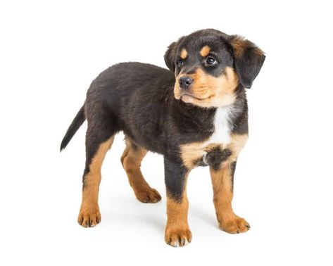 Mini Rottweiler, Puppy Care Tips, Rottweiler Tattoo, Rottweiler Puppy, Rottweiler Mix, Rottweiler Lovers, Puppy Supplies, Rottweiler Dog, Dog People