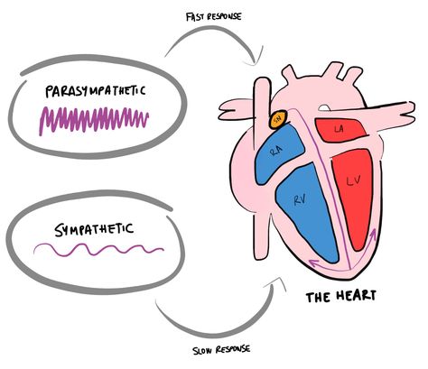 HRV: A Beginner’s Guide to Heart Rate Variability (Part 1) | HITuni Heart Rate Variability, Heart Rhythms, Thesis Writing, Parasympathetic Nervous System, Autonomic Nervous System, Our Energy, Yoga Moves, Nursing Care, Resistance Training