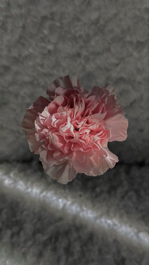 Carnation Flower Wallpaper, Carnation Flower, Wallpaper For Your Phone, Flower Wallpaper, Phone Wallpapers, Random Things, Phone Wallpaper, Wedding Flowers, Iphone Wallpaper