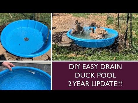 Duck Pool Drain Diy, Drainable Duck Pond, Diy Duck Pools, Small Duck Enclosure Ideas, Kiddie Pool Duck Pond, Easy Drain Duck Pond, Duck Pond Drain, Easy Clean Duck Pond, Duck Swimming Pool