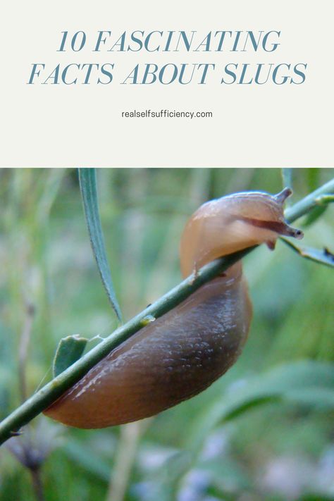 Slugs. Every gardener's nightmare. Get to know your enemy. Learn some fascinating - and icky - facts about slugs. #slugs #gardenersenemy Kill Weeds Naturally, Know Your Enemy, Organic Pest Control, Fascinating Facts, Raising Chickens, Slug, Getting To Know You, Pest Control, Facts About