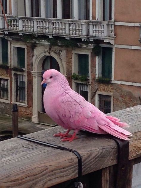 Pet Pigeon, Pink Pigeon, Cute Pigeon, Carnival Mask, Rare Birds, Rare Animals, Pretty Animals, Pretty Birds, Colorful Birds