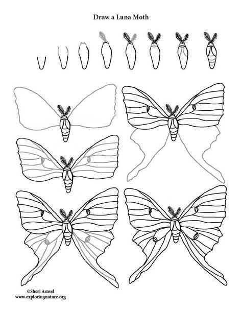 Simple Lunar Moth Tattoo, Moth Sketch Simple, Simple Luna Moth Drawing, How To Draw A Moth, Luna Moth Drawing Simple, Moth Drawing Simple, Lunar Moth Tattoo, Easy Butterfly Drawing, Moth Drawing