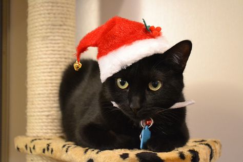 Cat With Christmas Hat, Christmas Cat Photos, Holiday Pet Photos, Cute Cat Costumes, Snowman Costume, Cat Celebrating, Kitten Pics, Pets Wallpaper, Gifs Cute