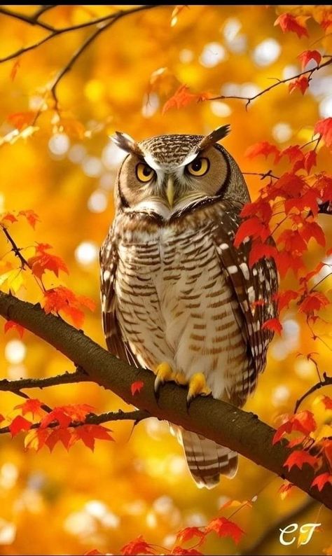 Owl Wallpapers, Autumn Animals, Fall Owl, Owl Images, Owl Wallpaper, Fall Images, Owl Photos, Owls Drawing, Owl Pictures