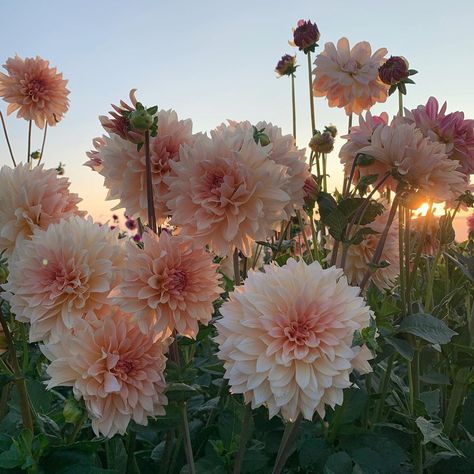 Planting Dahlias, Herbaceous Perennials, Dahlia Flower, Flowers Pink, Flowers Perennials, Flower Lover, Flowers Nature, Flower Seeds, Garden Seeds