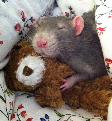 Rattus Rattus, Funny Rats, Cute Small Animals, A Rat, Cute Rats, Pet Mice, Silly Cats Pictures, Cute Hamsters, Pet Rats