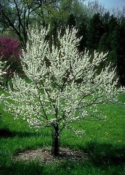 American Plum, Deciduous Tree Of The Day: care info Wild Plum Tree, Mosquito Repellent Plants, Planting Zones, Plum Trees, Wild Plum, Repellent Plants, Hgtv Garden, White Trees, Tree Nursery