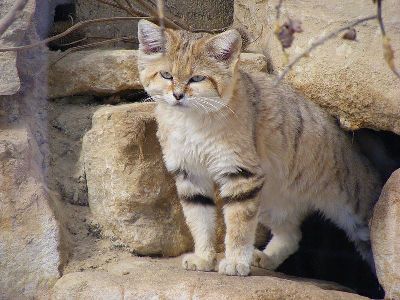 Sand Cat Sand Cats, Wild Cat Species, Gatos Cool, Small Wild Cats, Sand Cat, Big Cat Rescue, Cat Species, Kitten Pictures, Cute Animals Images