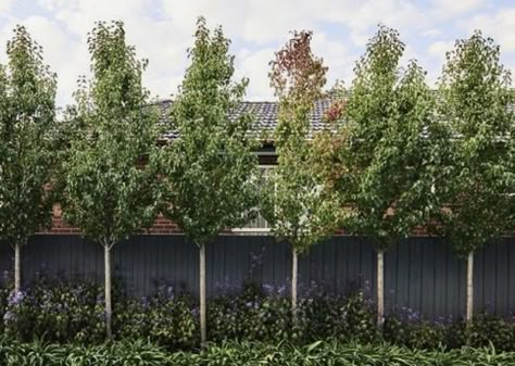 Trees To Hide Neighbors, Trees Next To Fence, Bushes Against Fence, Trees Behind Pool, Landscaping To Hide Neighbors House, New Build Garden Ideas Privacy, Hide Fence Ideas, Narrow Trees Along Fence, Privacy Trees Between Houses