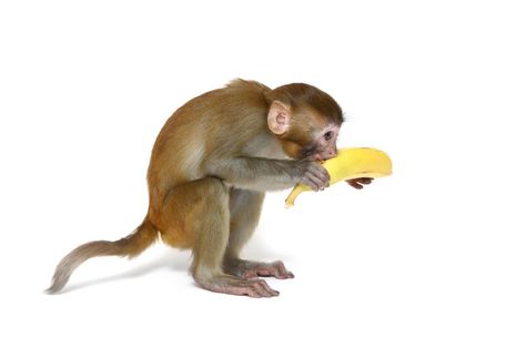 monkey biting banana Monkey And Banana, Banana Art, Home Green, Art Themes, How To Make Your, Sign In, Save Money, Photo Editing, Fox