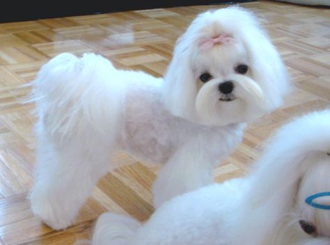 Cute cut : This is called a "Town & Country" - I think that Llama would look even more adorable with this cut Japanese Dog Grooming, Maltese Haircuts, Maltese Grooming, Maltese Dogs Haircuts, Maltipoo Haircuts, Maltese Haircut, Country Hair, Havanese Grooming, Puppy Haircut