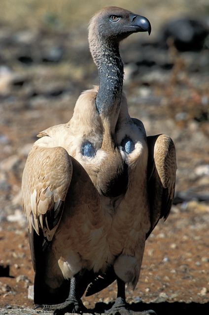 Cape Vulture - found mainly in South Africa, Lesotho, Botswana & some parts of N. Namibia Cape Vulture, Eco Club, South Africa Travel, Background Art, Animal Photos, Birds Of Prey, Africa Travel, Animal Planet, Bird Species