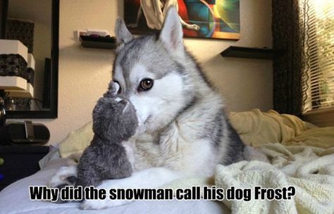 17 Pun Dog Puns That Will Instantly Brighten Your Day. #16 is my favorite. #humor #dogs Bad Pun Dog, Husky Humor, Funny Dog Jokes, Best Dad Jokes, Dog Puns, Husky Funny, Talking Dog, Dog Jokes, Bad Jokes