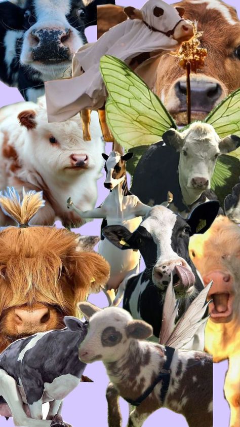 this is a cow collage Cow Collage, A Cow, Cow, Collage