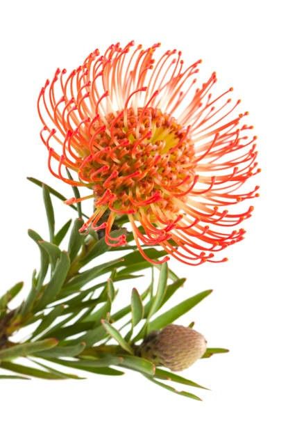 Pincushion Protea, Flowers In The Attic, Protea Flower, Australian Flowers, Australian Native Flowers, Australian Plants, Sun Garden, Orchid Arrangements, Home Flowers