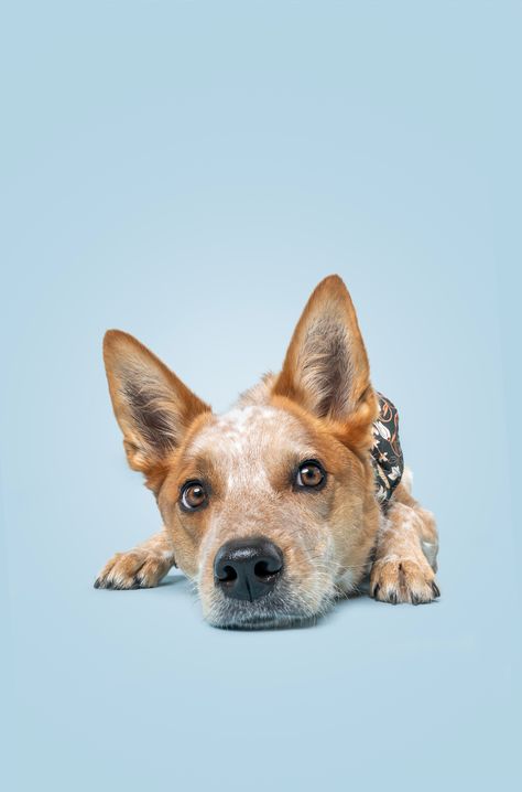 Before & After: Editing Dog Portraits — The Dog Photog Dog Photoshoot Backdrop, Dog Lifestyle Photography, Australian Heeler, Dog Photography Studio, Pet Photography Poses, Dog Portrait Photography, Sporty Dog, Pet Portraits Photography, Raw Photography