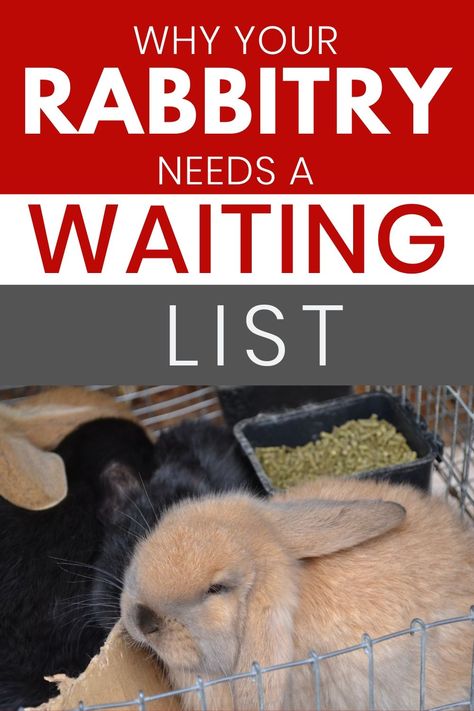 Rabbitry Ideas, Rabbit Feeding Schedule, Homestead Rabbits, Raising Meat Rabbits, How To Raise Meat Rabbits, Forage Box For Rabbits, Rabbit Information, Outdoor Rabbit Hutch, Pet Rabbit Care