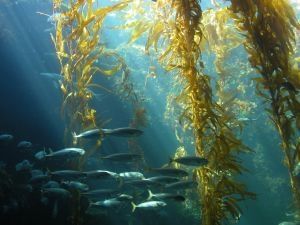 How to Make Seaweed Decorations Birch Aquarium, Kelp Forest, Sea Kelp, Back To Nature, Underwater World, Ocean Life, Marine Life, Sea Creatures, Sea Life