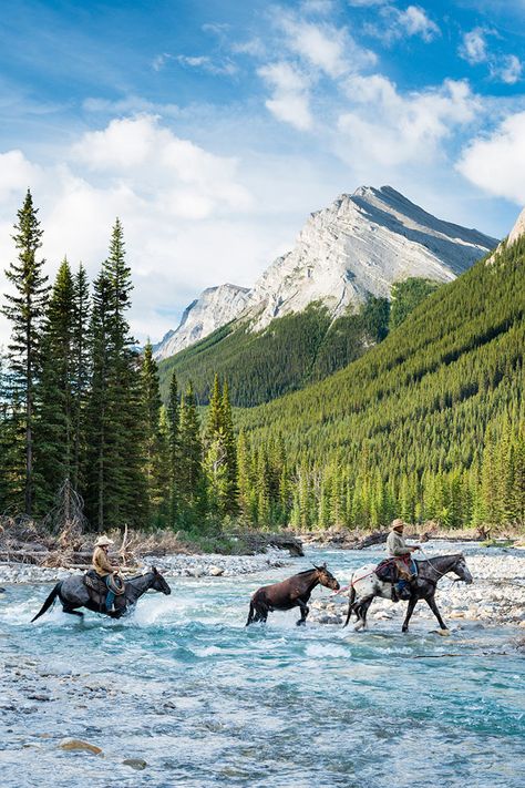 Banff Camping, Gondola Banff, Canada Animals, Alberta Banff, Banff Gondola, Canada Mountains, Canada Landscape, Travel Honeymoon, Canada Photography