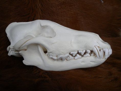 alaskan wolf skull Wolf Skull Side View, Wolf Skull Reference, Skull Side View, Canine Skull, Life Goddess, Skull Reference, Wolf Skull, Vulture Culture, Grey Wolf