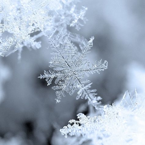 Blue Winter Aesthetic, Frost Spirit, Elsa Aesthetic, Cold Aesthetic, Snowflake Photography, Ice Aesthetic, Persian Poetry, Snow Crystal, I Love Winter