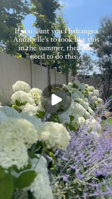 THE SUFFOLK NEST Ashlee Jane on Instagram: "This is your annual reminder to prune your Annabelle and Peniculata Hydrangea 🤍 Cut them down to the last 2 nodes and I promise they’ll grow back so much stronger and you’ll have loads of lovely new growth! #hydrangeapruning #hydrangea #hydrangeaannabelle #annabellehydrangea #gardeningtips #gardeninspiration #gardeningreel #gardendesign #springseason #springgardening #hydrangeaseason #gardenlove #gardenknowhow #hydrangeaheaven #gardenflowers #gardenlife #summerhydrangea #whitehydrangea #gardeningtip #gardeningideas" Hydrangeas And Boxwoods Front Yard, Flower Bed Hydrangea, Peony Hydrangea Garden, Lilac And Hydrangea Garden, Hydrangea Strong Annabelle, Hydrangea And Rose Garden, Hydrangeas In Front Of House Curb Appeal, Gardenia And Hydrangea Garden, Hydrangea Annabelle Border