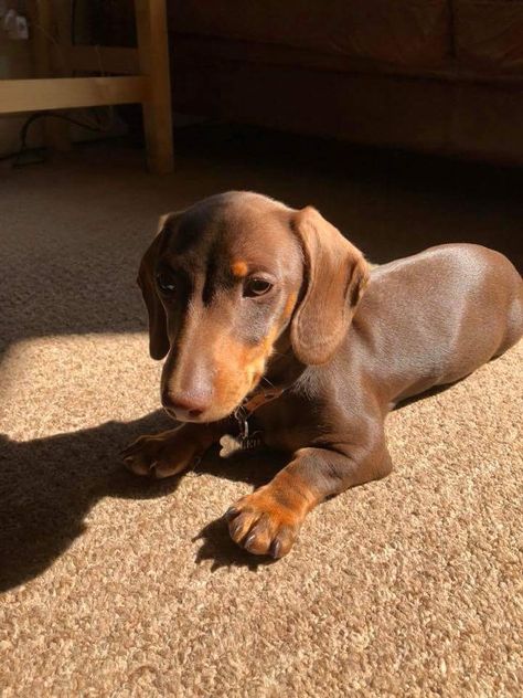 Standard Dachshund, Brown Dachshund, Miniature Dachshunds, Dapple Dachshund, Very Cute Dogs, Miniature Dachshund, Weenie Dogs, Dachshund Lovers, Dachshund Puppies