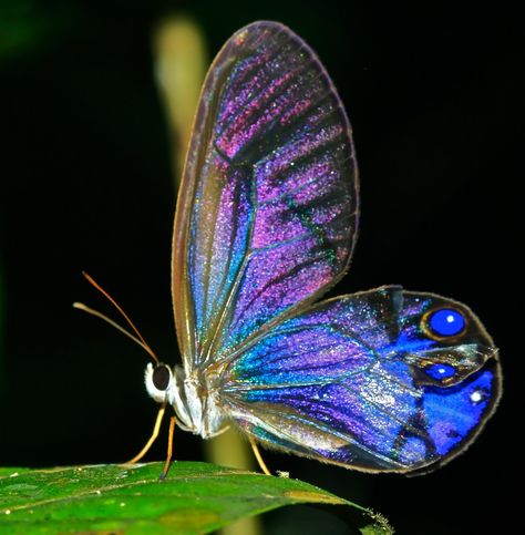 clearwing (Cithaerias sp.) | Photo by Egbert, guide at Iwokr… | Flickr Glasswing Butterfly, Kids Notes, Night Hiking, Butterfly Species, Pit Viper, Beautiful Bugs, Butterfly Painting, Close Up Photos, Blue Butterfly