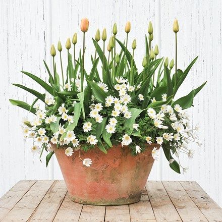 Container Tulips, Bulb Lasagne, Easy Plants To Grow, Patio Pots, Terracotta Pot, Spring Bulbs, Easy Plants, Replant, Indoor Plant Pots