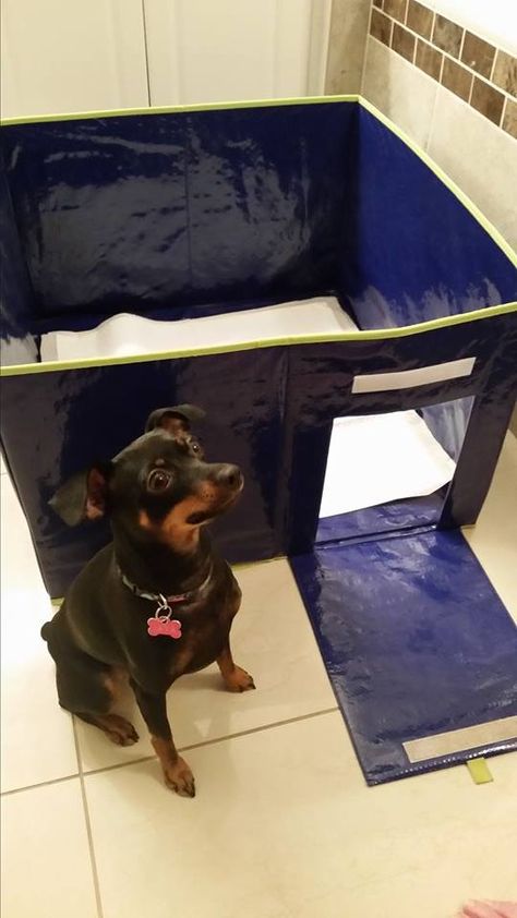 Indoor potty-training for small dogs, particularly those living in cold climates or high-rise buildings. Here are some tips from the Animal Humane Society. Dog Potty Area, Puppy Potty Training Tips, Indoor Dog Potty, Puppy Potty Training, Dog Pee Pads, Potty Pads, Dog Potty Training, Dog Potty, House Training Dogs