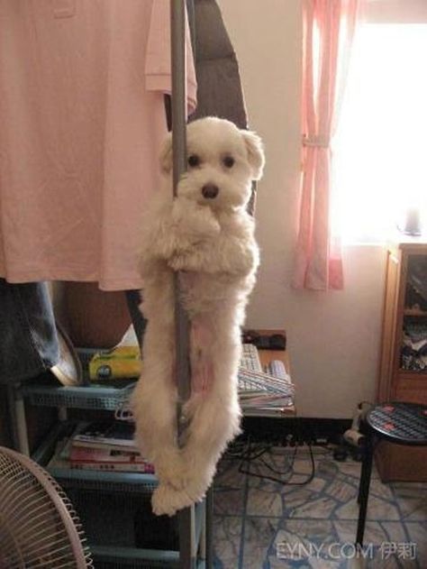 This pole-dancing dog. "Daddy wasn't around and Mama was a drunken bitch." Don't Judge Me, Judge Me, Croquettes, Bichon Frise, Don't Judge, Pole Dance, Baby Dogs, Pole Dancing, 귀여운 동물