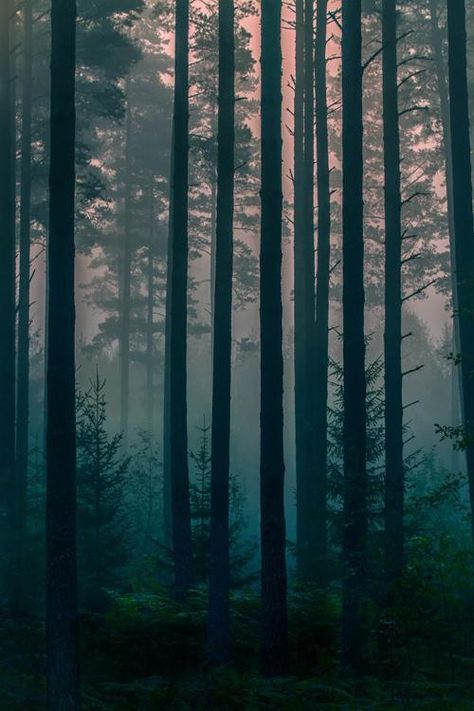 Era Victoria, Dark Naturalism, Foggy Forest, Forest Photography, 판타지 아트, Dark Forest, Nature Aesthetic, Fantasy Landscape, Dark Aesthetic