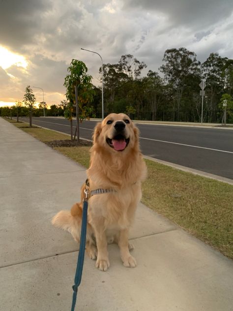 Poses With Golden Retriever, Walking Golden Retriever Aesthetic, Girl And Golden Retriever Aesthetic, Golden Retriever On Beach, Golden Retriever Baby, Golden Retriever Running, British Dog, A Golden Retriever, Very Cute Dogs