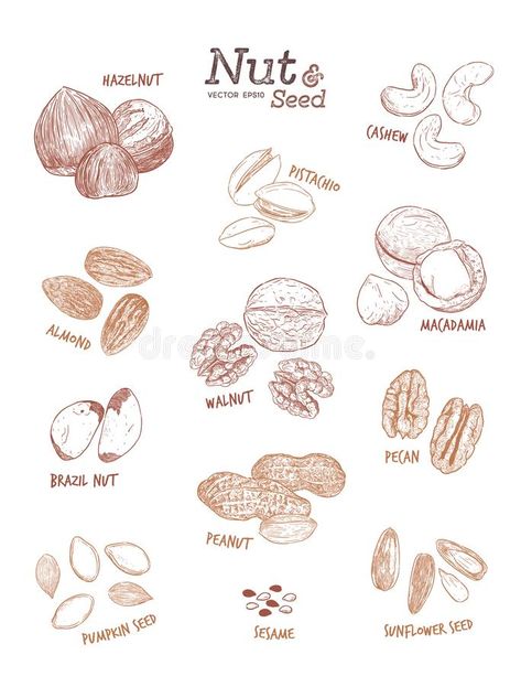 Hazelnut Drawing, Hazelnut Illustration, Nuts Drawing, Nut Drawing, Nuts Illustration, Nut Illustration, Seed Drawing, Seeds Illustration, Seed Illustration