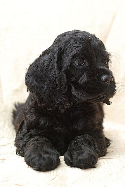 American Cocker Spaniel Puppy Black Cocker Spaniel Puppies, Black And Tan Cocker Spaniel Puppies, Black Working Cocker Spaniel, Cocker Spaniel Adult, American Cocker Spaniel Black And White, Black Cocker Spaniel, Working Cocker Spaniel Chocolate, Cocker Spaniel Puppies, American Cocker Spaniel