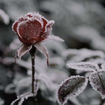 Blood On Snow, Snow Rose, Snow Aesthetic, Coriolanus Snow, Pixie Hollow, Ice Queen, Winter Aesthetic, Parkour, Red Aesthetic