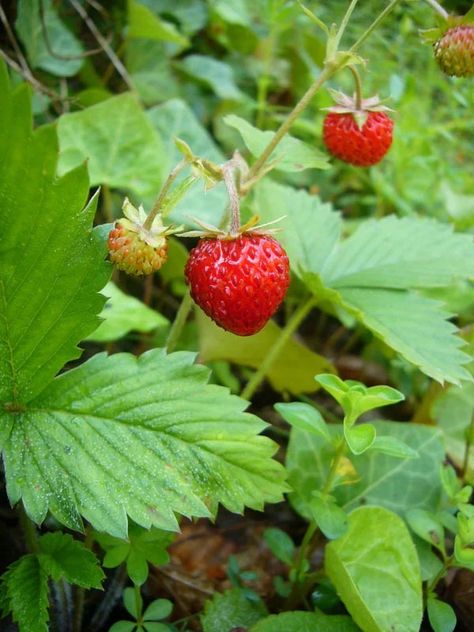 Strawberry Sage Iced Tea Recipe with Strawberry Leaf Morning Herbal Tea, Strawberry Leaf, Herbal Tea Garden, Linden Leaf, Iced Tea Recipe, Recipe Strawberry, Different Types Of Tea, Strawberry Leaves, Berry Tea