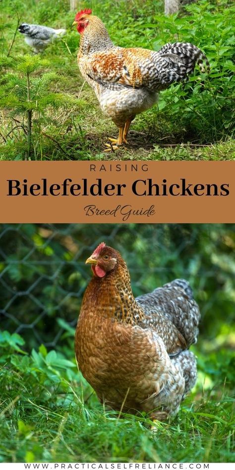 Amberlink Chicken, Australorp Chickens, Barnvelder Chickens, Frizzell Chickens, Olive Egger Chicken, Chicken Egg Colors, Bielefelder Chickens, Rooster Breeds, Tiny Farm