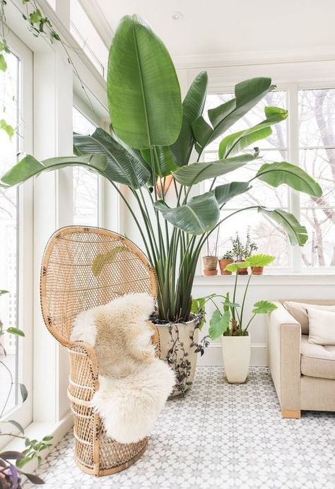 Banana plants are so gorgeous, clean your air, and are safe for cats! Boston House, Common House Plants, Lots Of Plants, Bohemian Modern Style, Interior Boho, نباتات منزلية, Indoor Trees, Banana Plants, Outdoor Dining Spaces