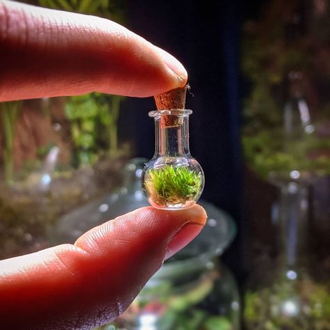 Cute Terrarium, Tiny Terrarium, Moss Terrarium, Plant Photography, Pretty Plants, Cute Little Drawings, Zen Garden, Worcester, Small Garden