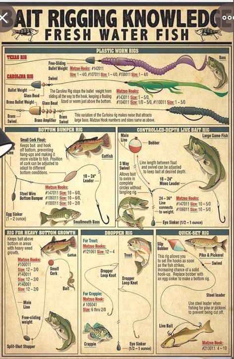 Fish Poster, Tackle Shop, Pictures For Living Room, Room Bedroom Decor, Prints Wall Art, Fishing Tackle, Wall Art Pictures, Posters And Prints, Art Pictures